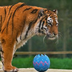 Ein Tiger (Symbolbild)