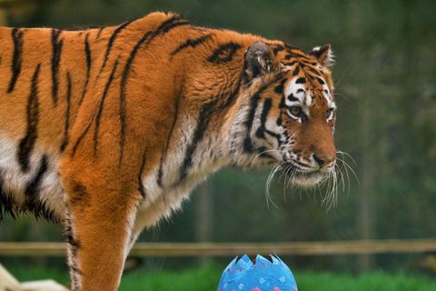 Ein Tiger (Symbolbild)