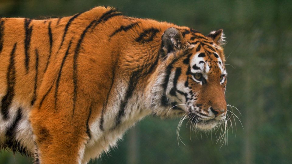 Ein Tiger (Symbolbild)