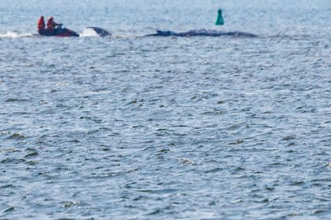 Mobilsierungsversuche gab es ab Mittag. Foto: Jens Büttner/dpa