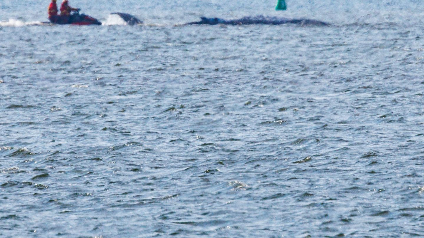 Gescheiterter Geleitversuch: Er schwimmt, er schwimmt nicht: Drama um Buckelwal vor Poel