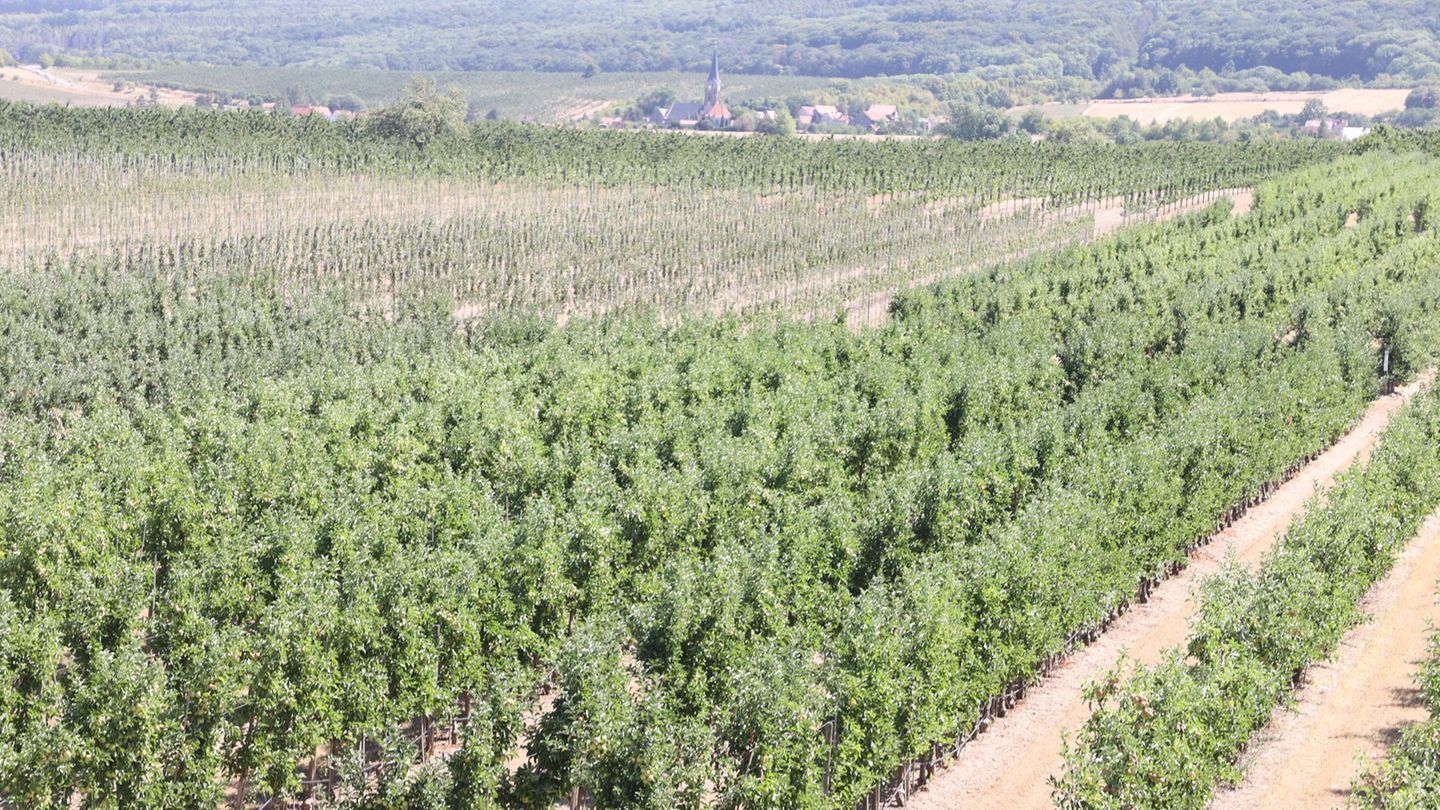 Die Fahner Höhe gilt als Thüringens Obstgarten (Archivbild). Foto: Bodo Schackow/dpa
