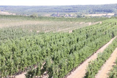 Die Fahner Höhe gilt als Thüringens Obstgarten (Archivbild). Foto: Bodo Schackow/dpa