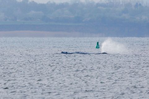 Buckelwal in der Ostsee