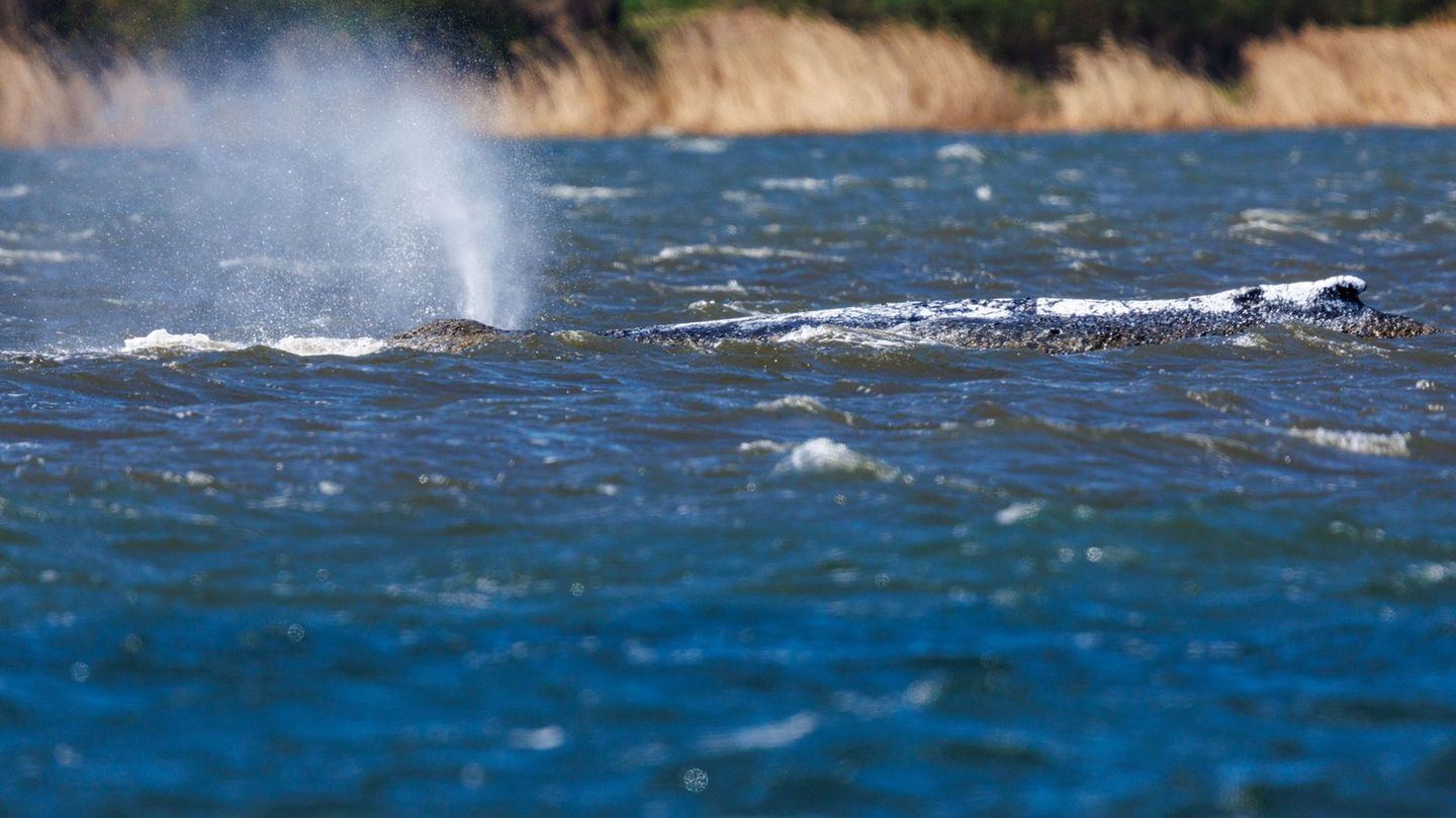 Buckelwal in der Ostsee: Behörden passen Sperrzone für Buckelwal vor Poel an