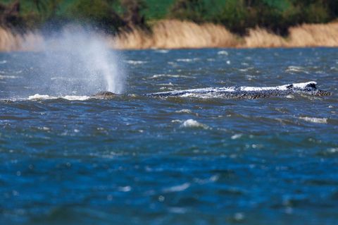 Nach einer kurzen Reise verharrte der Buckelwal zuletzt wieder stundenlang an einer Stelle. Foto: Jens Büttner/dpa