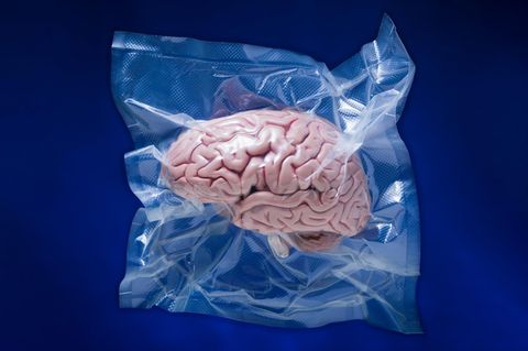 Ein in Plastik eingeschweißtest Modell eines Gehirns