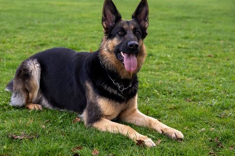 In Tangermünde ist ein Mann von seinem Schäferhund attackiert und gebissen worden. (Illustration) Foto: Stefan Puchner/dpa