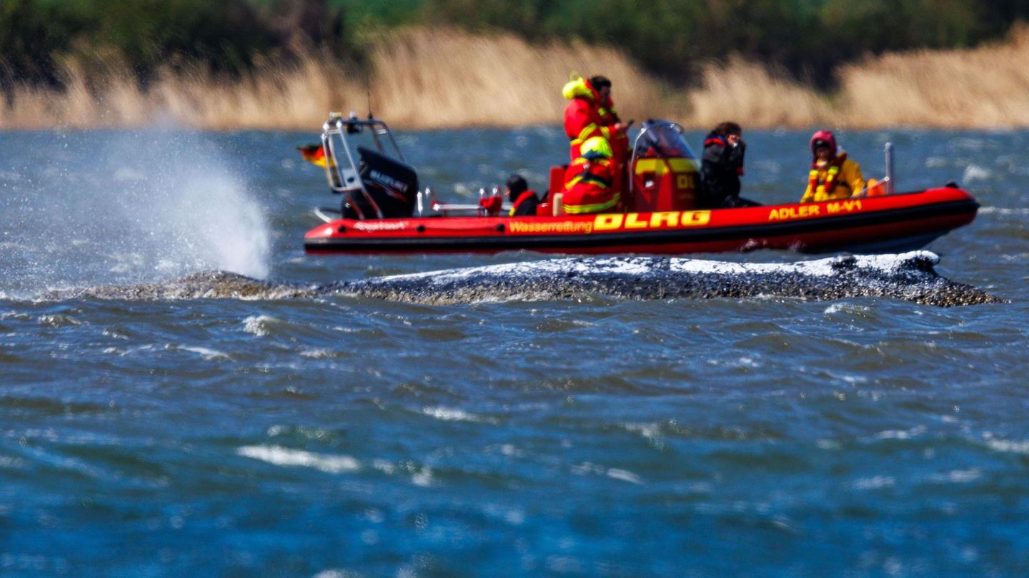 Gestrandeter Wal: Kann Timmy noch überleben? Das sagt eine Meeresbiologin