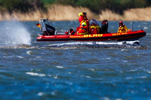 Wal Timmy mit Helfern