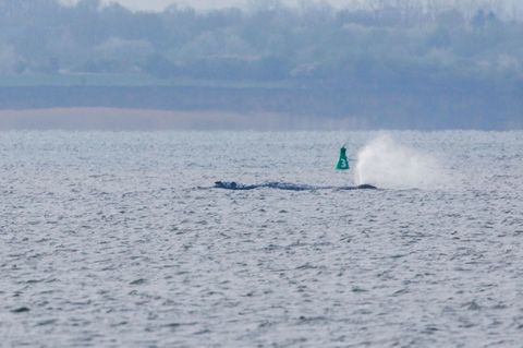 Der Buckelwal ist am frühen Montagmorgen bei steigendem Wasserstand plötzlich von selbst losgeschwommen. Nach rund zwei Stunden