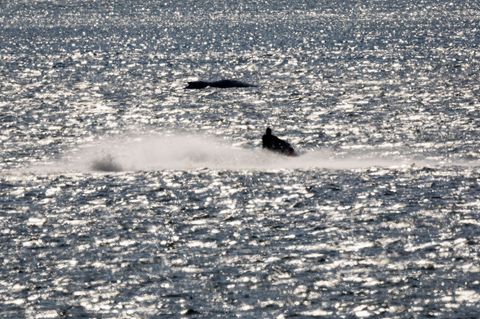 "Die Menschen wollen was tun", sagte eine Sprecherin von WWF zu der gestiegenen Spendenbereitschaft für den Schutz von Walen. Fo