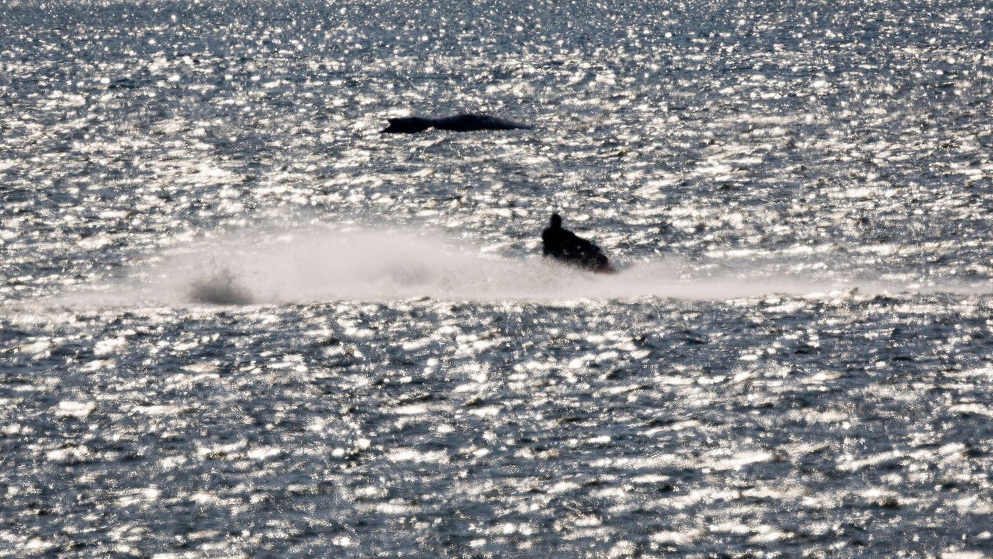 "Die Menschen wollen was tun", sagte eine Sprecherin von WWF zu der gestiegenen Spendenbereitschaft für den Schutz von Walen. Fo