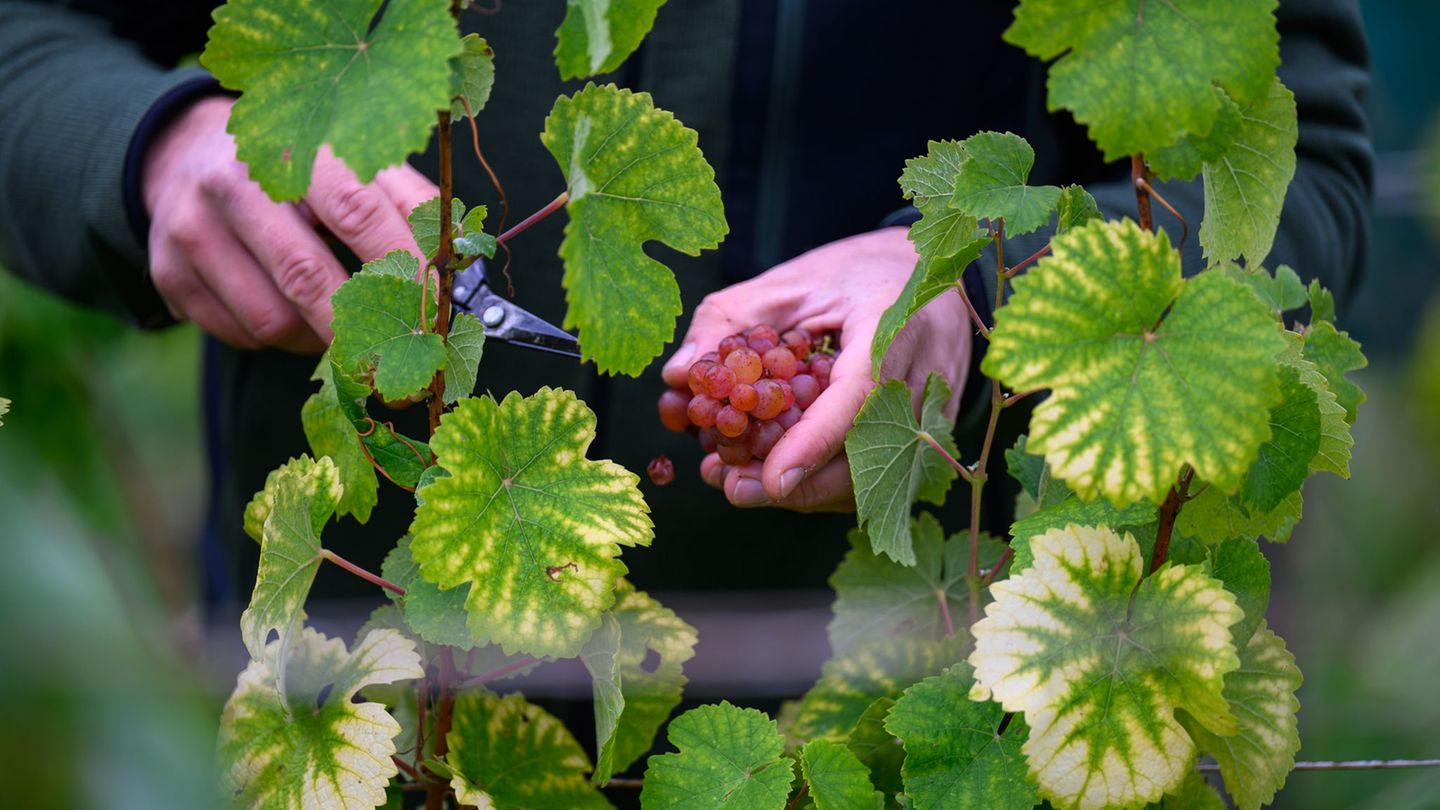Die sächsischen Winzer erzeugten 2025 wieder so viel Wein wie vor dem Frostjahr 2024. Foto: Robert Michael/dpa