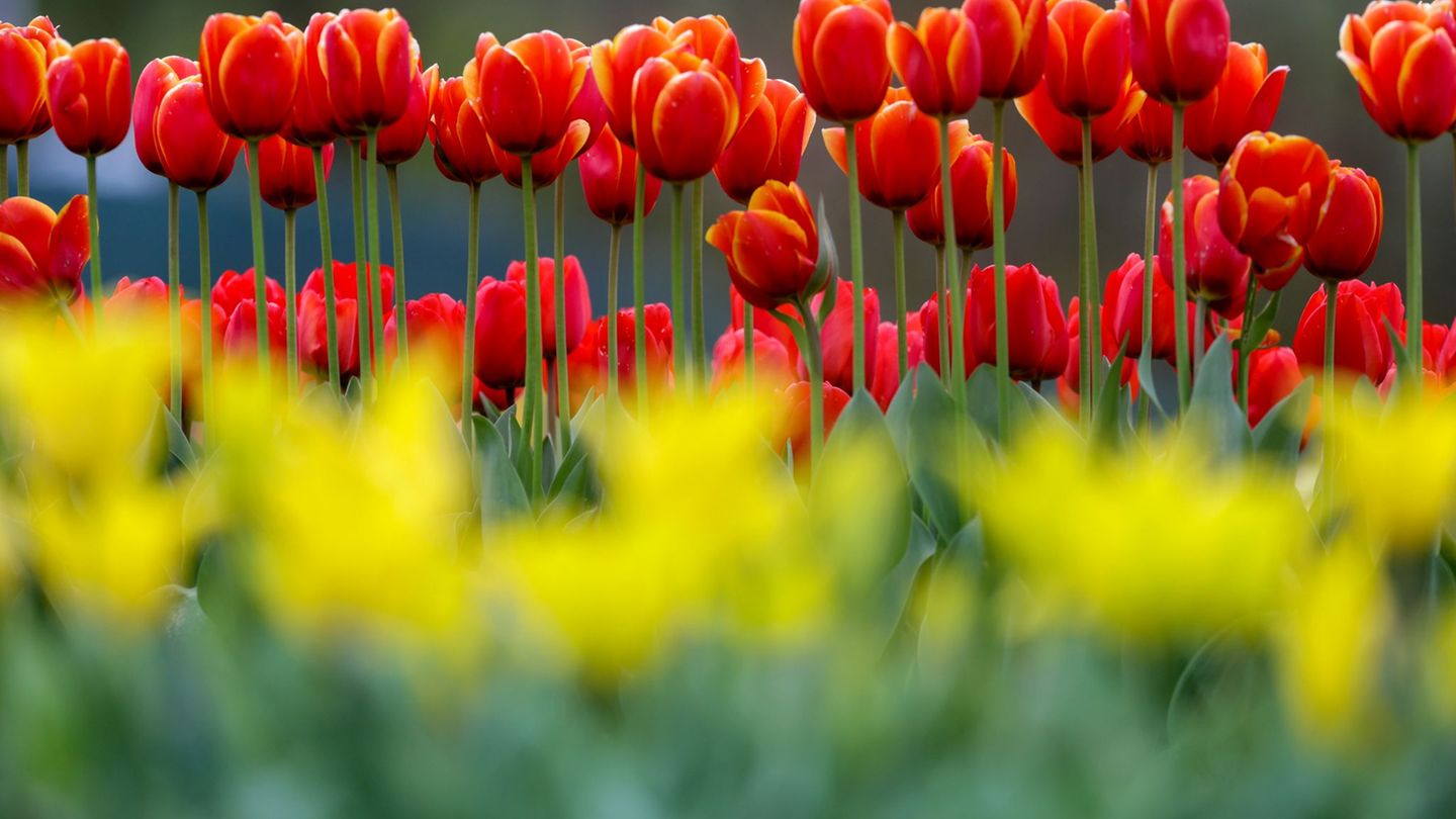 Im Südwesten breitet sich der Frühling aus. (Archivbild) Foto: Thomas Warnack/dpa