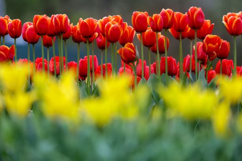 Im Südwesten breitet sich der Frühling aus. (Archivbild) Foto: Thomas Warnack/dpa