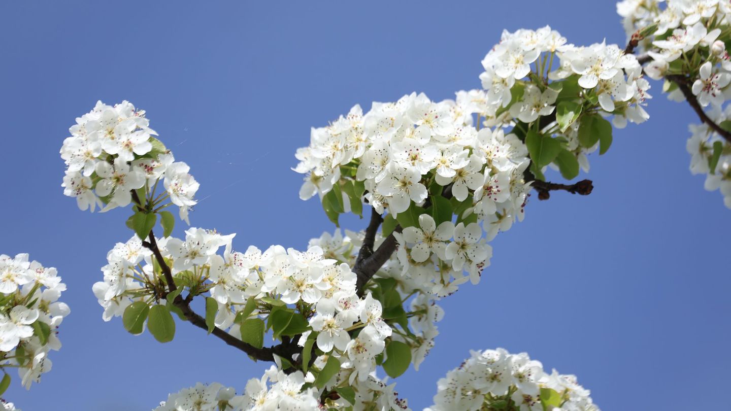 Wetter: Wieder Sonne in Sachsen-Anhalt