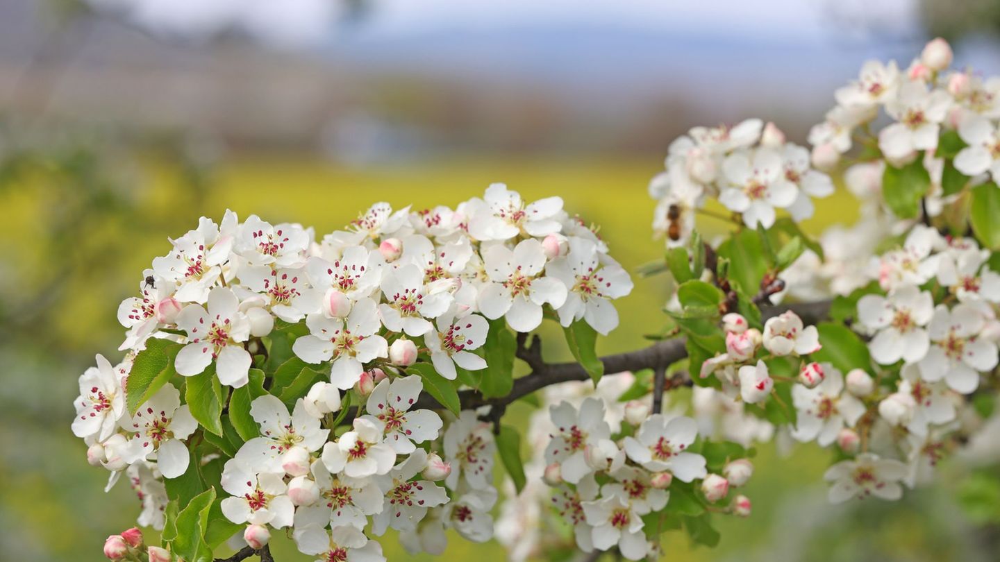 In Sachen wird das Wetter wieder sonniger. (Archivbild) Foto: Matthias Bein/dpa