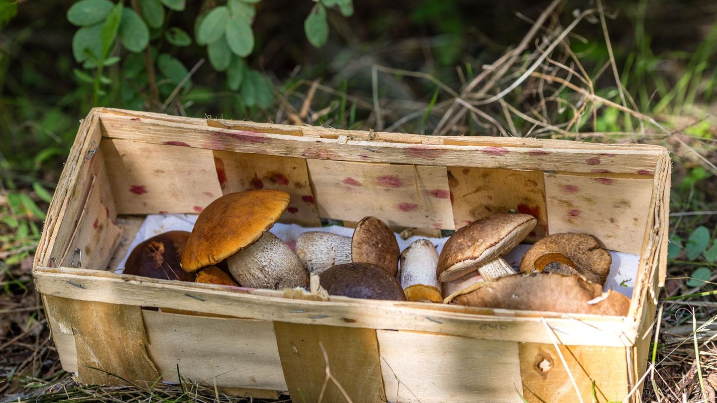 Natur: Kostenlose Pilzberatung startet in die Saison