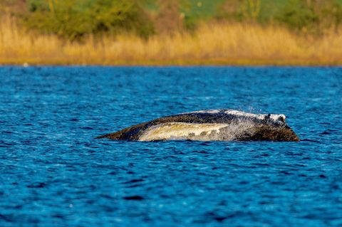 Der Wal liegt immer noch vor der Insel Poel. Foto: Jens Büttner/dpa