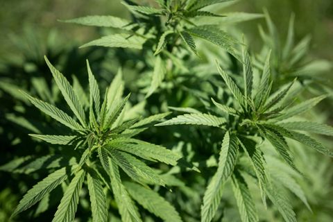 Cannabispflanze auf Plantage