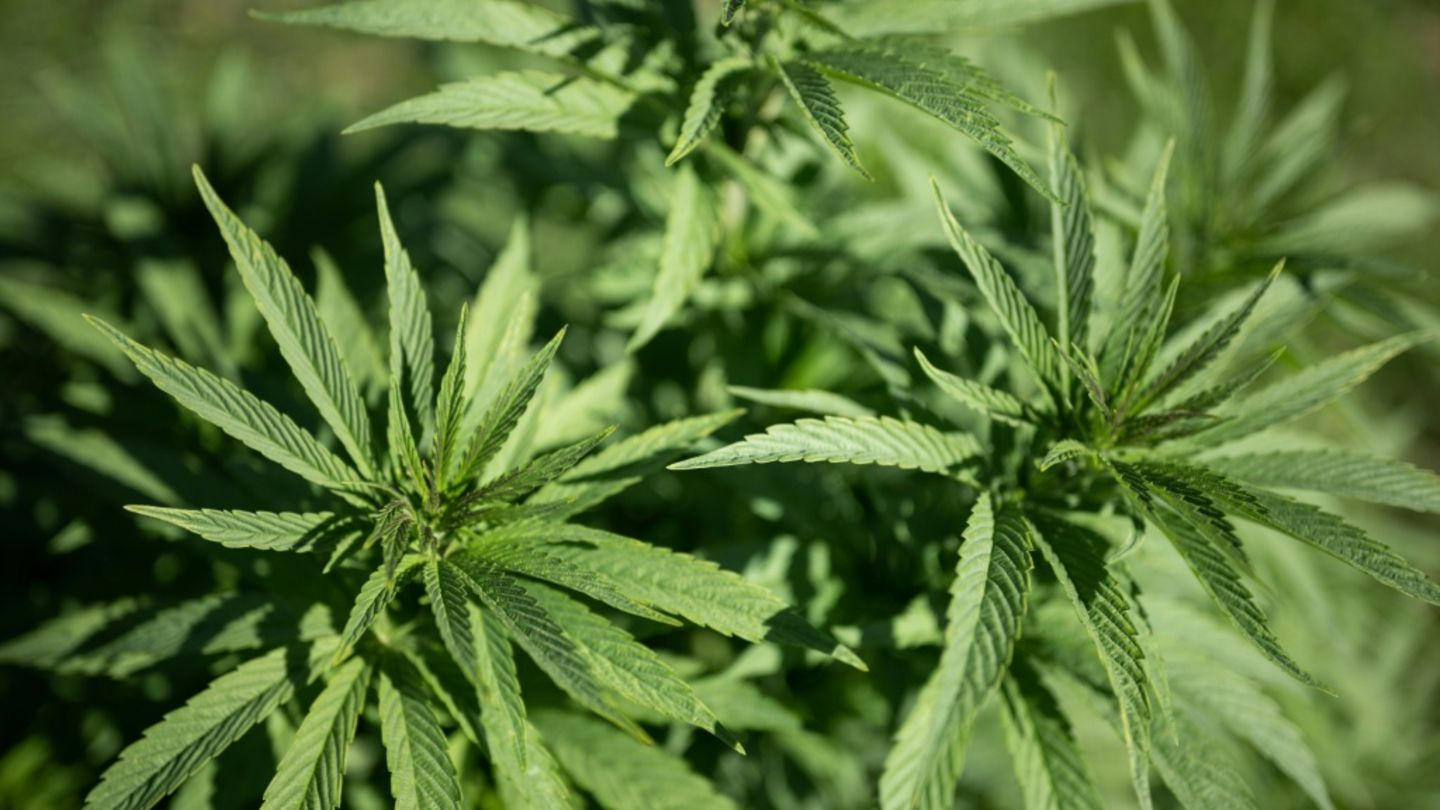 Cannabispflanze auf Plantage