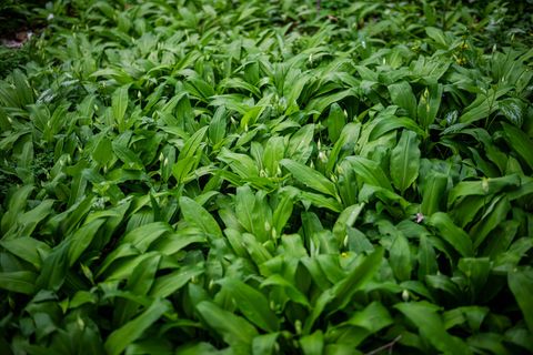 Bärlauch im Wald darf für den Eigenbedarf gepflückt werden. Jedoch nicht überall. (Symbolbild) Foto: Sina Schuldt/dpa
