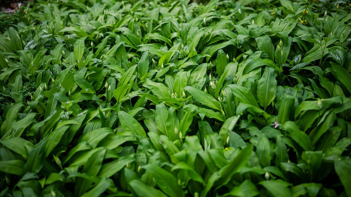 Bärlauch im Wald darf für den Eigenbedarf gepflückt werden. Jedoch nicht überall. (Symbolbild) Foto: Sina Schuldt/dpa