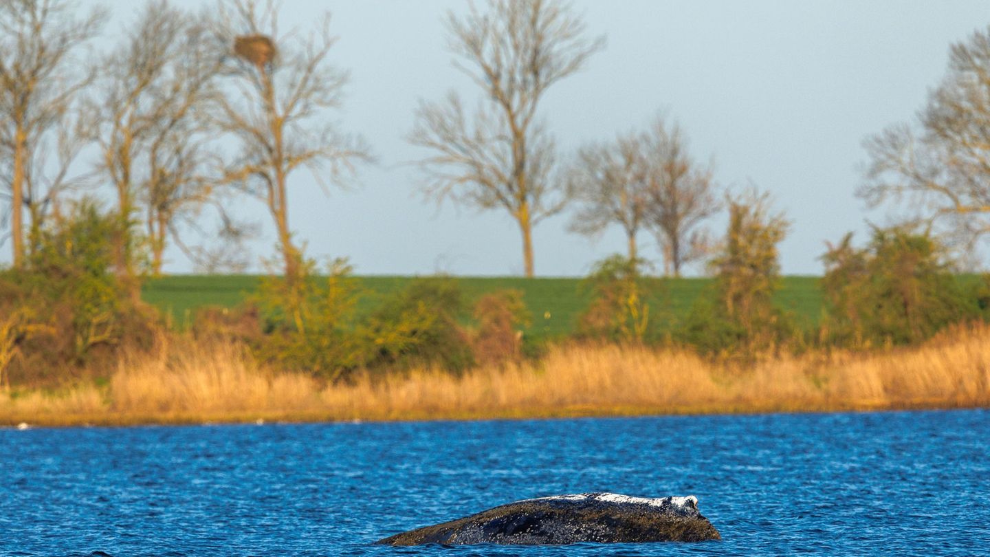 Das Team der privaten Rettungsinitiative hat mit personellen Ausfällen zu kämpfen. Foto: Jens Büttner/dpa