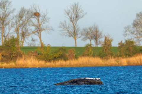 Das Team der privaten Rettungsinitiative hat mit personellen Ausfällen zu kämpfen. Foto: Jens Büttner/dpa