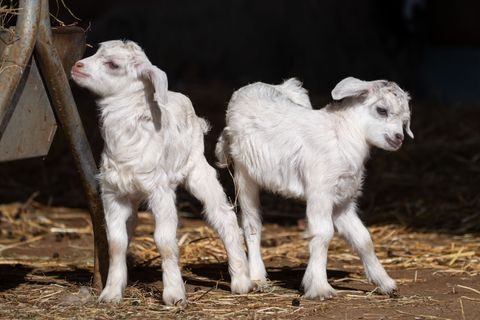 Auf wackligen Beinen erkunden die jungen Kaschmirziegen ihr Gehege in der Wilhelma. Foto: Wilhelma Stuttgart/dpa