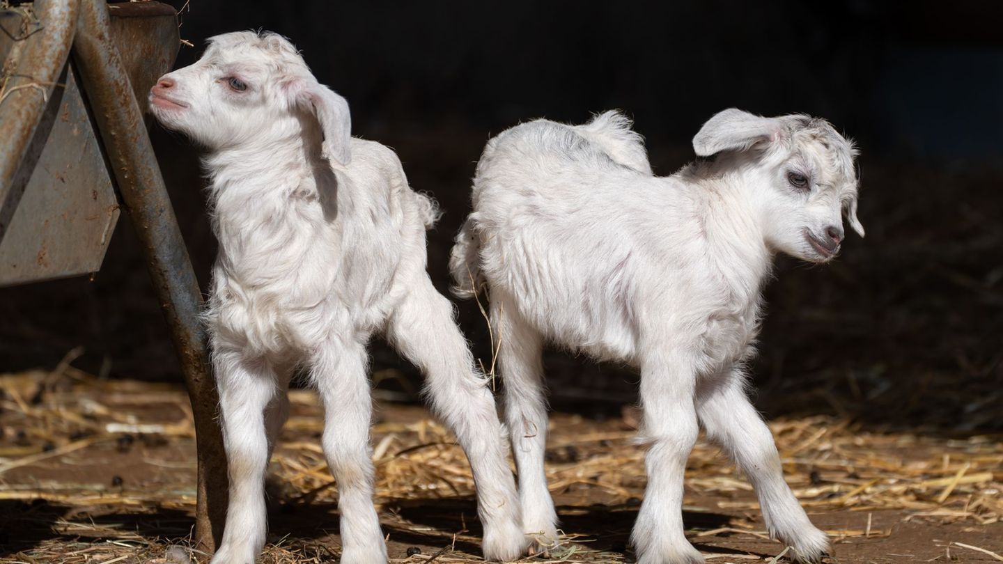 Auf wackligen Beinen erkunden die jungen Kaschmirziegen ihr Gehege in der Wilhelma. Foto: Wilhelma Stuttgart/dpa