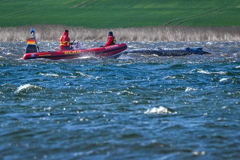 Ein Schlauchboot der DLRG nähert sich dem Wal