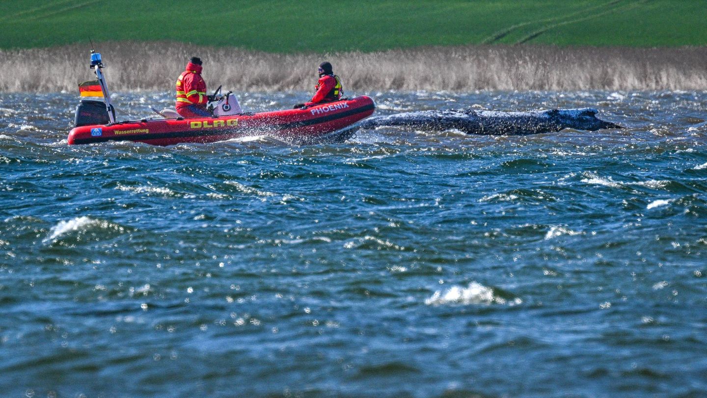 Ein Schlauchboot der DLRG nähert sich dem Wal