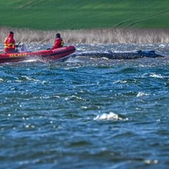 Ein Schlauchboot der DLRG nähert sich dem Wal