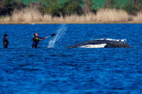Der Rücken des gestrandeten Buckelwals liegt frei und ist der Sonne ausgesetzt. Foto: Jens Büttner/dpa