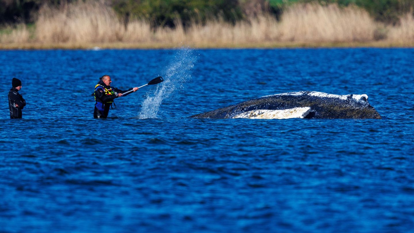 Der Rücken des gestrandeten Buckelwals liegt frei und ist der Sonne ausgesetzt. Foto: Jens Büttner/dpa