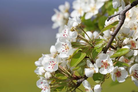 Empfindliche Blüten: Obstbauern in Sachsen und Sachsen-Anhalt blicken mit Sorge auf die bevorstehenden Nachtfröste. (Archivbild)