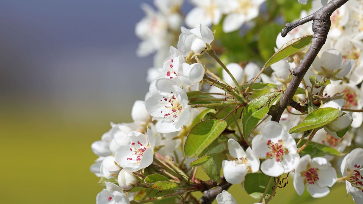 Empfindliche Blüten: Obstbauern in Sachsen und Sachsen-Anhalt blicken mit Sorge auf die bevorstehenden Nachtfröste. (Archivbild)