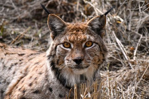 "Gabriel" ist der neuste Luchs, der für ein Projekt zur Stärkung der Pinselohr-Population im Thüringer ausgewildert wurde. Foto: