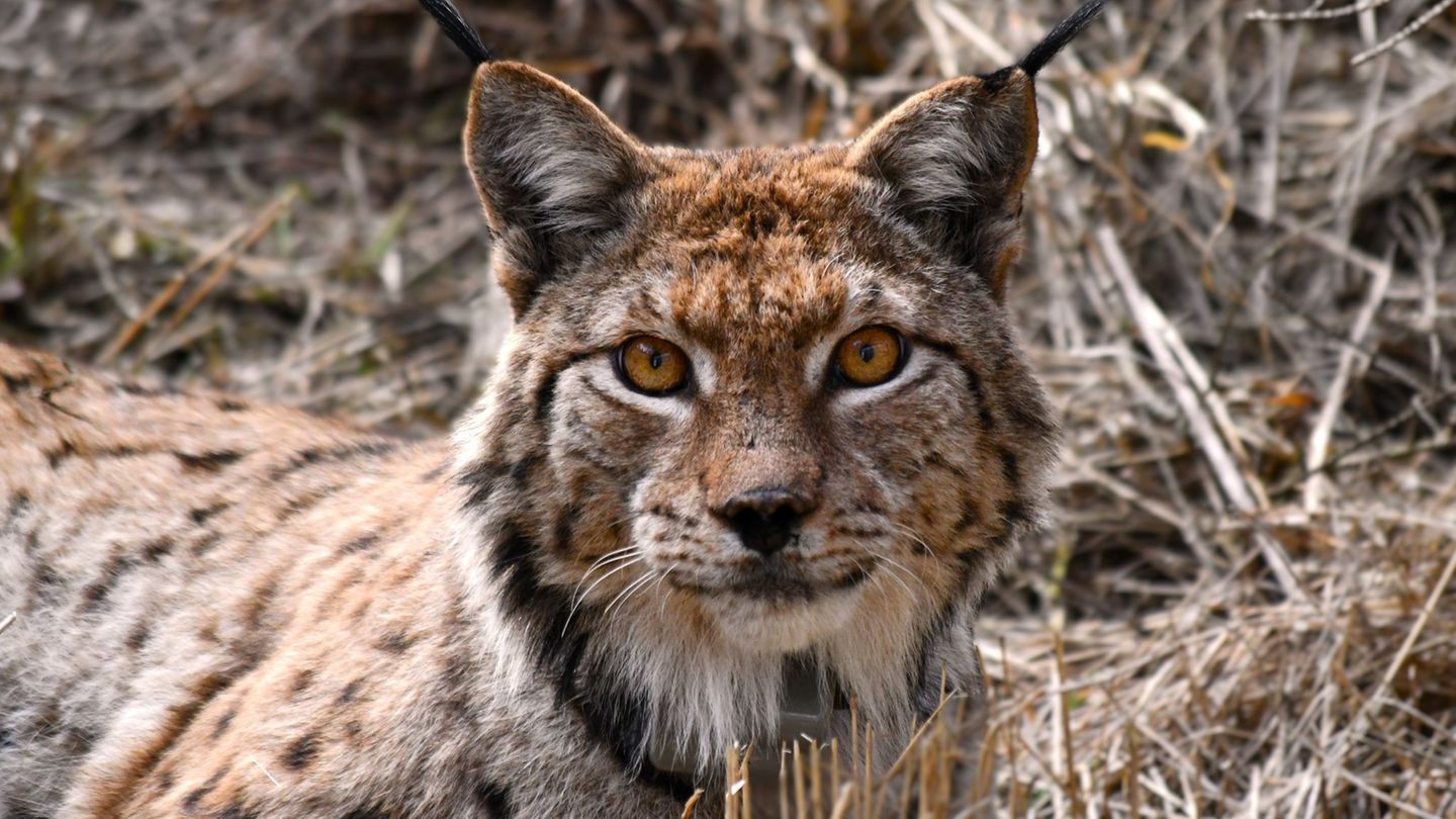 "Gabriel" ist der neuste Luchs, der für ein Projekt zur Stärkung der Pinselohr-Population im Thüringer ausgewildert wurde. Foto: