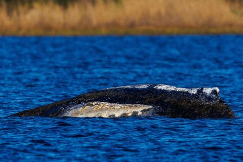 Die Wasserstände in der Wismarer Bucht sinken heute wieder. Foto: Jens Büttner/dpa