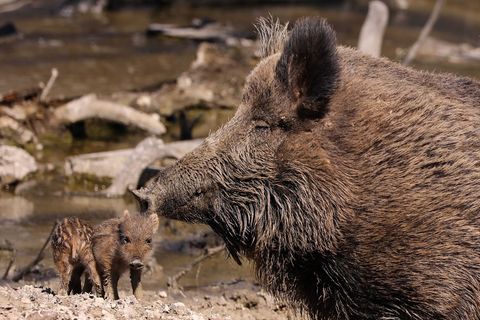 Wildschweinfleisch aus Gebieten mit Strahlenbelastung muss vor der Weitergabe oder dem Verkauf getestet werden. (Symbolfoto) Fot
