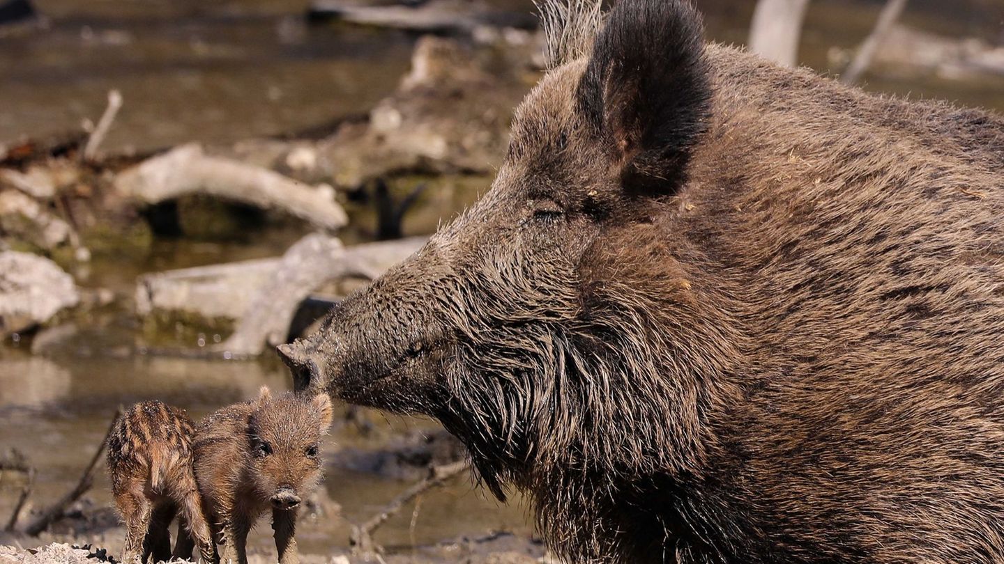 Wildschweinfleisch aus Gebieten mit Strahlenbelastung muss vor der Weitergabe oder dem Verkauf getestet werden. (Symbolfoto) Fot
