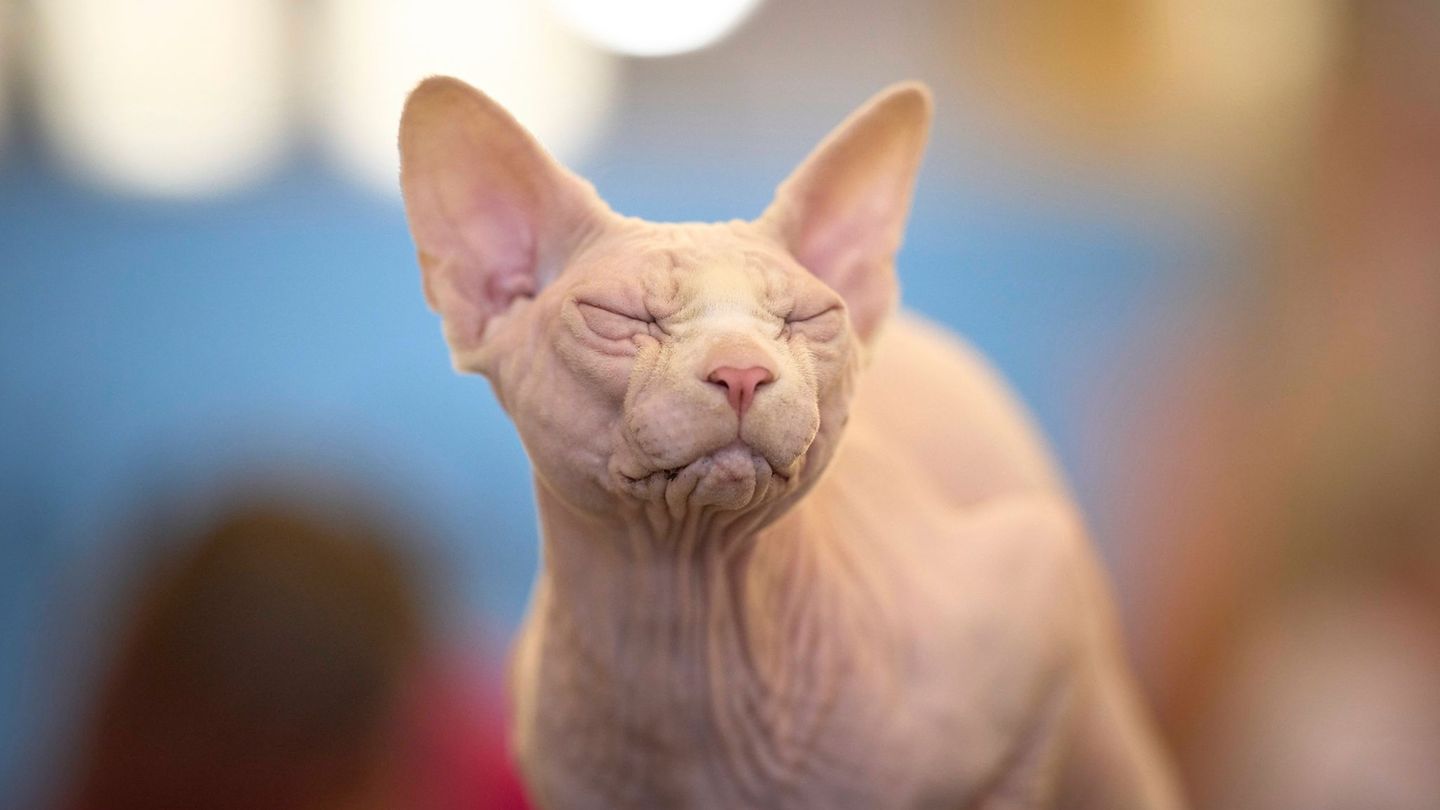 Sphynx-Katzen sind eine nahezu haarlose Katzenrasse. (Symbolbild) Foto: Vadim Ghirda/AP/dpa