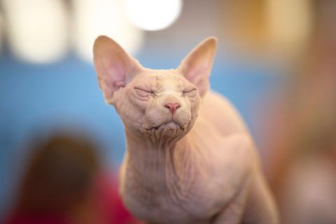 Sphynx-Katzen sind eine nahezu haarlose Katzenrasse. (Symbolbild) Foto: Vadim Ghirda/AP/dpa