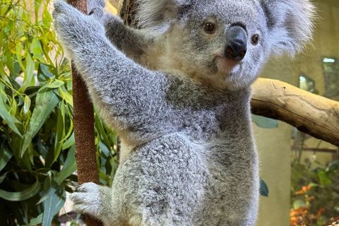 Abschied aus Dresden: Das 2024 geborene Koala-Jungtier zieht nach Duisburg um. Foto: -/Zoo Dresden/dpa