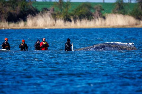 Schon fünf Mal ist der Buckelwal in flache Zonen geschwommen. Foto: Jens Büttner/dpa