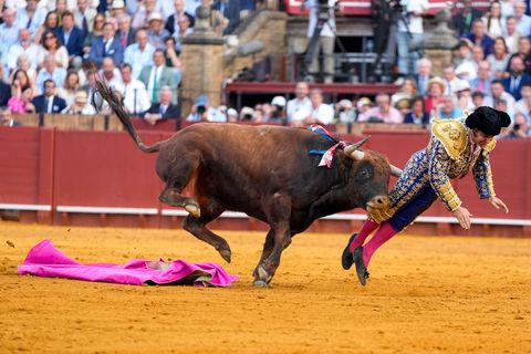 Der mehr als 500 Kilogramm schwere Bulle Clandestino spießte den Star-Torero von hinten auf. Foto: Joaquín Corchero/EUROPA PRESS