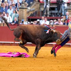 Der mehr als 500 Kilogramm schwere Bulle Clandestino spießte den Star-Torero von hinten auf. Foto: Joaquín Corchero/EUROPA PRESS